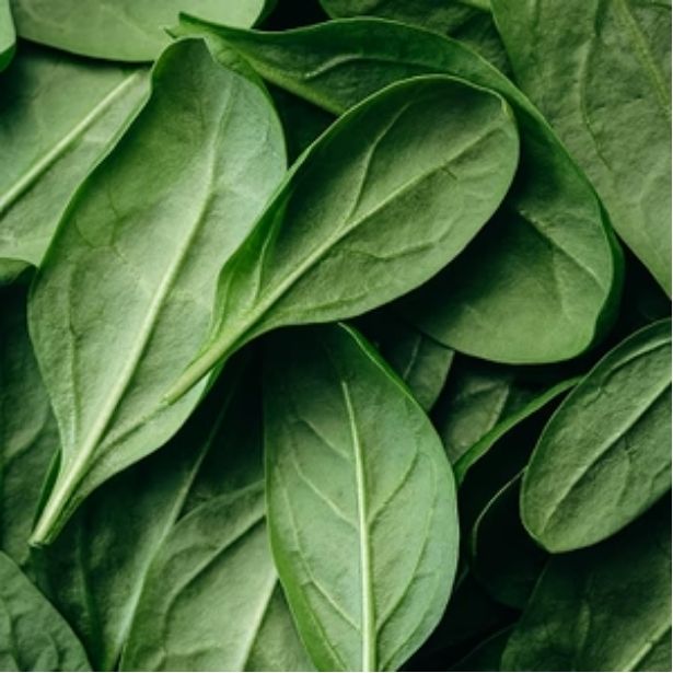 Chlorella & Spinach